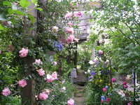 パーゴラにつるを這わせたバラが「緑に囲まれる家」を華やかに実現してくれています。