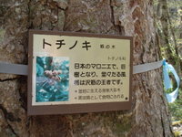 とちの木のこぶの一枚板で造られました湘南のオーナー様宅のことを思い出すキッカケとなった、トチノキの原木。奥入瀬渓流にて…